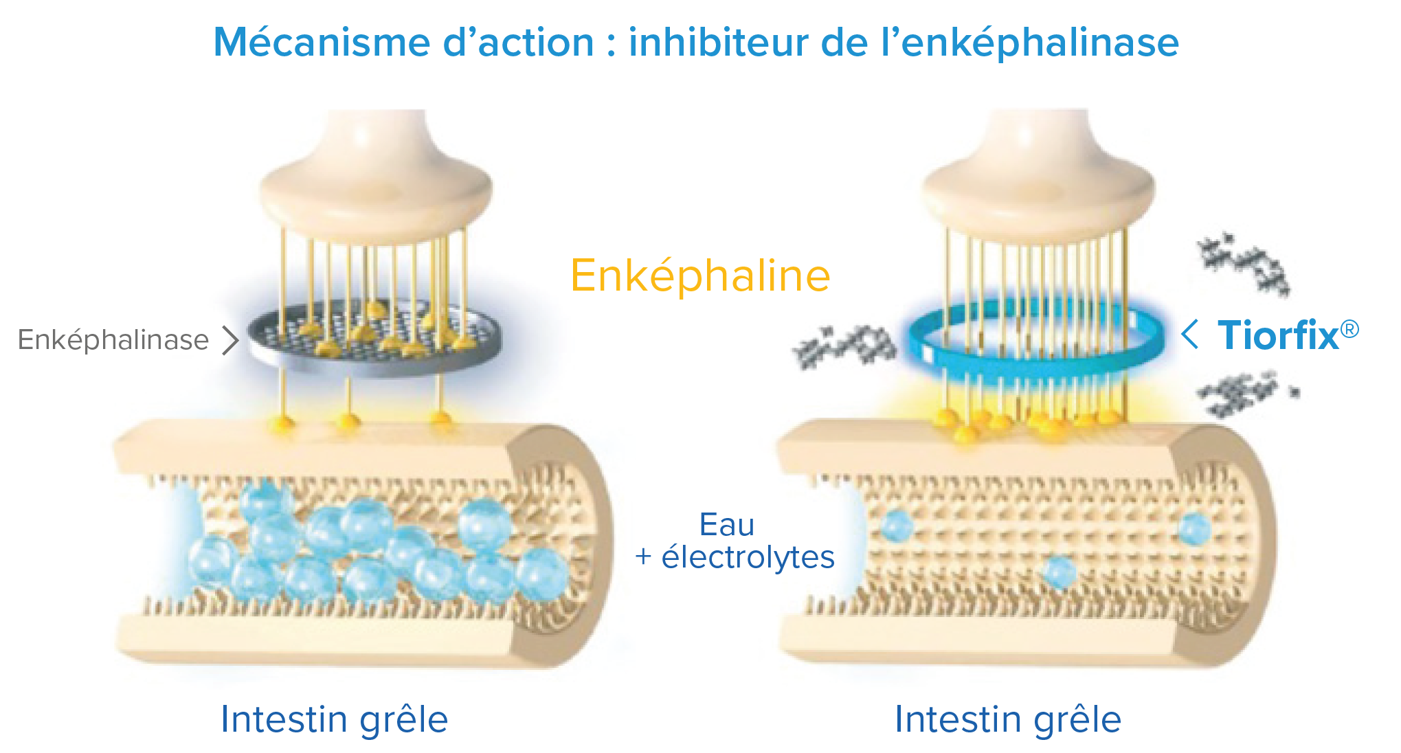 Mécanisme d'action